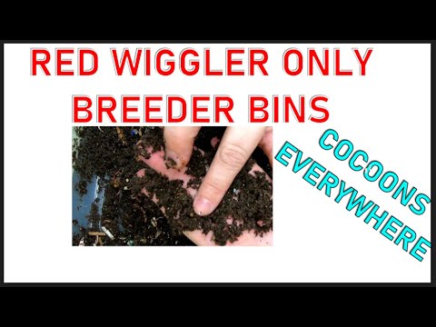 Red Wiggler Only Bins Breeding Like  Nuts