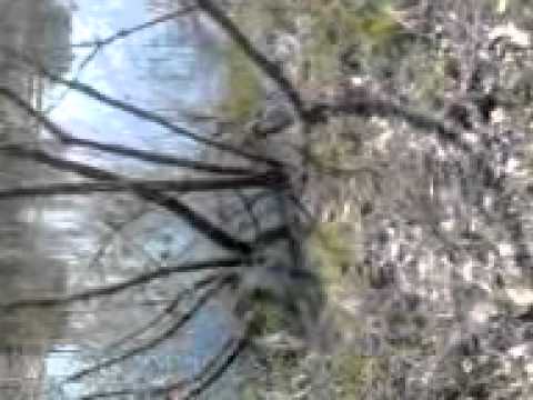 CEO Gotti and DaBul Face Air some birds the fuck out!!!!