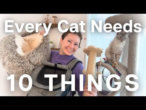 Clothes For Kittens