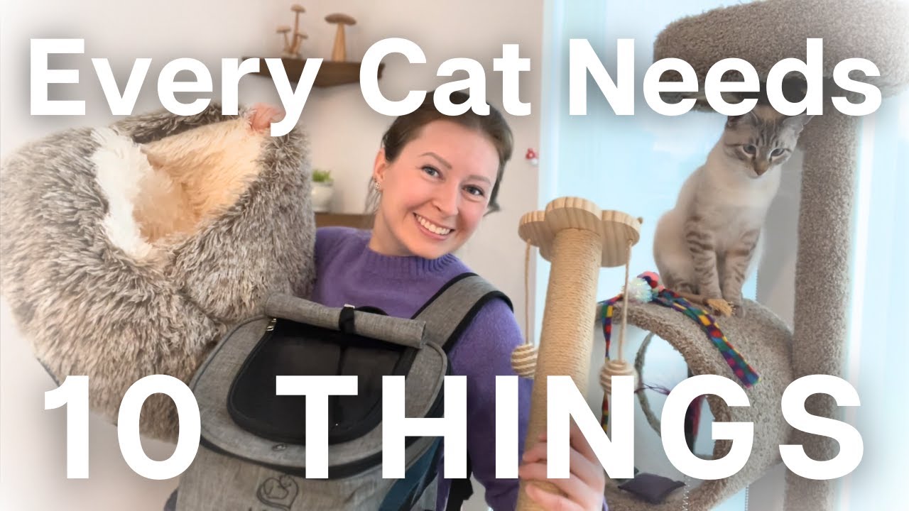 The 10 things you NEED for your cat: Shopping checklist for new cat parents