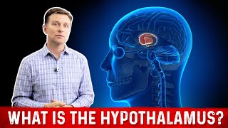 What are Hypothalamus and its Function? – Dr.Berg