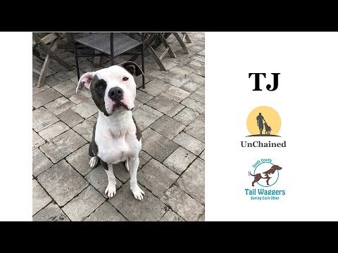 TJ, an adopted Pit Bull Terrier Mix in Gilroy, CA_image-1