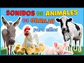 Sonidos De Animales De La Granja Para Niños Aprende Jugando Sobre Animales