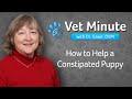 Vet Minute How To Help A Constipated Puppy