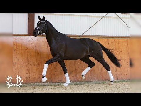 Nr. 21   Hengst "New Hope" von Ivanhoe - Monteverdi *2018