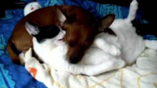 Leo the Cat: dog-chewin-purr sleep