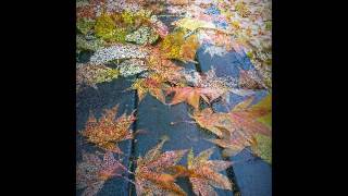 Michel Legrand -  I Will Wait for You