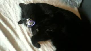 Kofi the cat sleeping with a pacifer (Dummy). Cozy lullaby for kids Twinkle little star