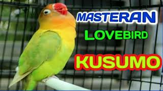 Download lagu Suara lovebird kusumo dengan gemericik air mp3 Download lagu Suara lovebird kusumo dengan gemericik air mp3