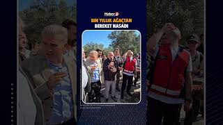 Bin yıllık zeytinden aynı gün tadım