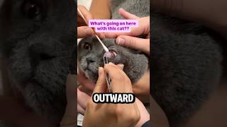 🥺look at this cat's eyes👆#shorts #usaudience