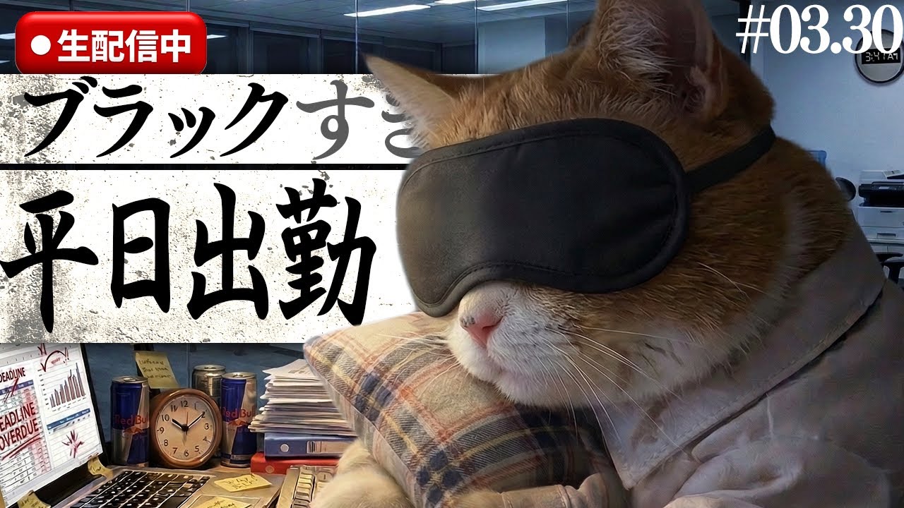 会社猫タマ王の通常勤務