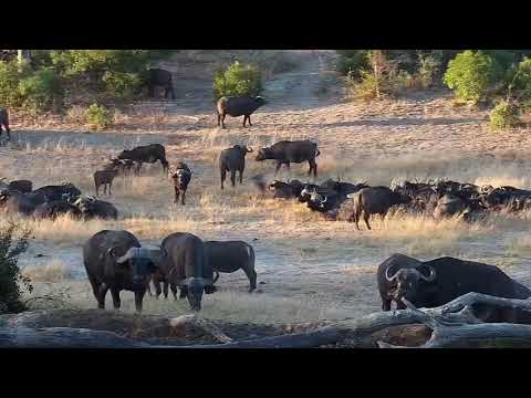 Djuma: Buffalo herd comes to pan-Pt:2 - 16:37 -  07/22/19