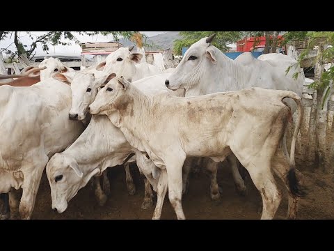 FEIRA DO GADO EM CUPIRA-PE   10-12-2025 #nordeste