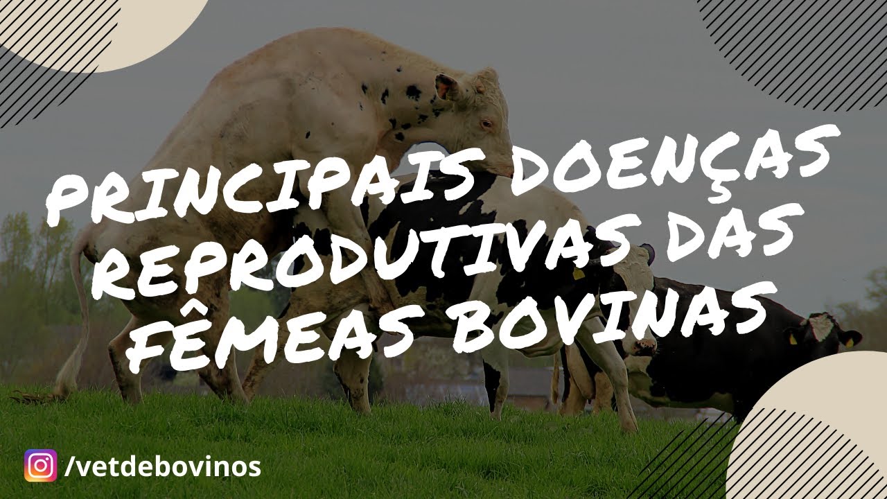 As 3 Principais Doenças Reprodutivas das Fêmeas Bovinas #008