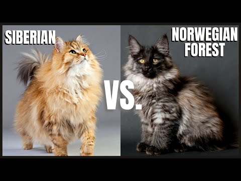 Siberian Cat VS. Norwegian Forest Cat