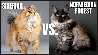 Siberian Cat VS. Norwegian Forest Cat
