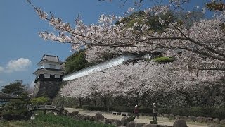 preview picture of video '国の天然記念物「オオムラザクラ」　　[Oomurasakura] of Omura park in which castle is located'