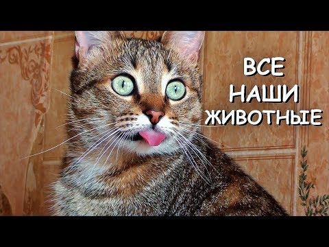 НАШ ЗВЕРИНЕЦ (кошки, собаки, голуби, ворона и чайка)