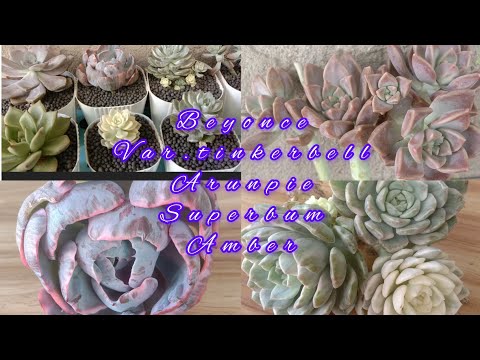 BEYONCE,VAR.TINKERBELL,ARUNPIE,AMBER,SUPERBUM,LETS PUT TOPPINGS || SUCCULENT || LOWLAND AREA