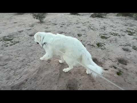 Herzlich willkommen zu einem Wüstenspaziergang bei Quartzsite!