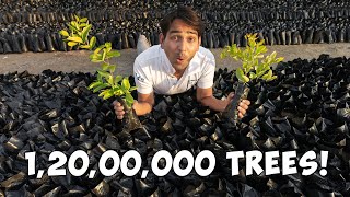 Planting 12,000,000 Trees - 12 Million