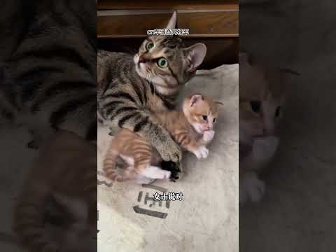 所以，什么时候能生小猫？ cr@车骑旮旯将军 #猫 #萌宠 #离谱 #抽象