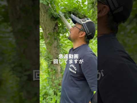 大きなリンゴをたくさん収穫するには、いつ、どのようにリンゴの木を剪定すればよいでしょうか？完全ガイド！  庭園