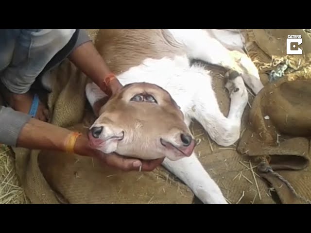 Two Headed Calf Born In India