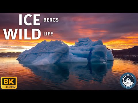 סרטון מדהים של הקרחונים ובעלי החיים בגרינלנד וסבאלברד (נורווגיה)