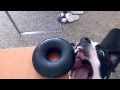 Jaws And His Goughnut