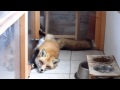Sleeping Fox Style