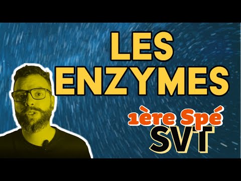 Les enzymes, des biomolécules aux propriétés catalytiques - 1ère spécialité SVT - lycée