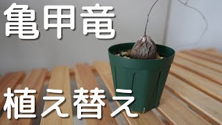 亀甲竜の植え替えしていきます！ | 実生 亀甲竜 植え替え