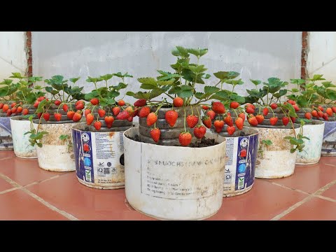 Recycle pallets to grow strawberries for family lots of fruit and easy to make