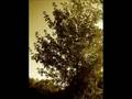 Sturmpercht - der knabe im moor 