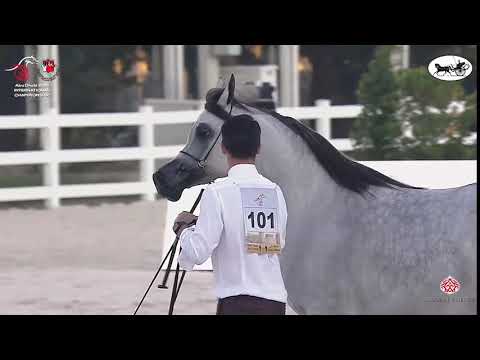 N 101 D SHIHANAH   Abu Dhabi International Arabian Horse Championship 2021   Mares 4 6 Years Old Cla