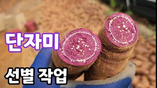 단자미 자색고구마 선별 작업