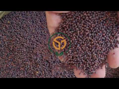 Brown Mustard Seeds
