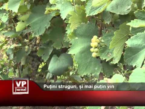 Puțini struguri, și mai puțin vin