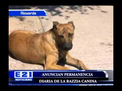 LA RAZIA CANINA VA CONTRA PERROS BRAVOS Y PELIGROSOS