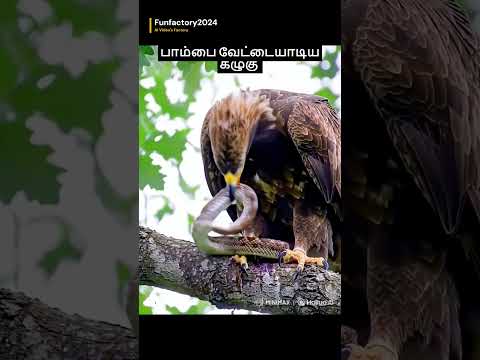 பாம்பை வேட்டையாடிய கழுகு/The eagle that hunted the snake #shortsfeed #trending #eagleattack #snake