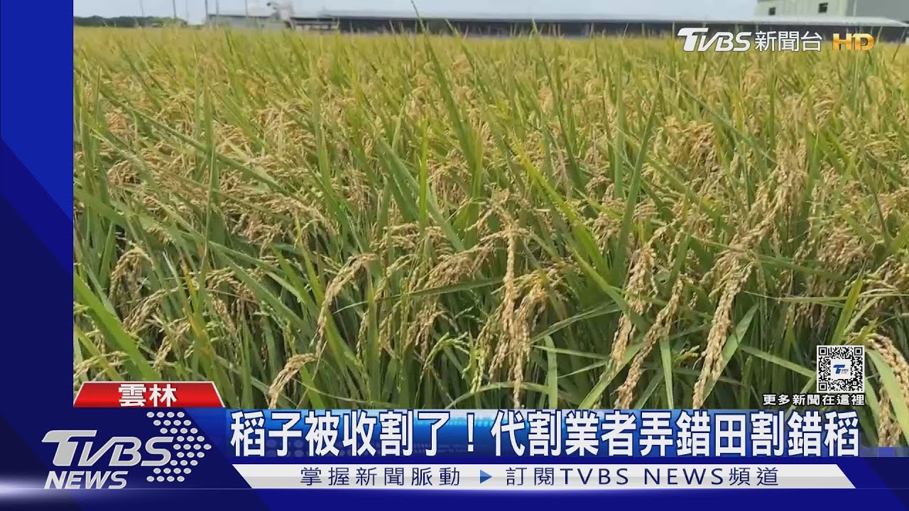 稻子被收割了!代割業者弄錯田割錯稻