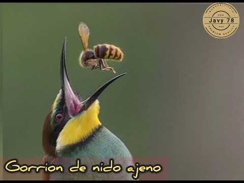 Gorrión de nido ajeno.