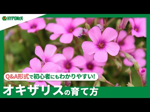 ススキの管理方法は？エレファントグラスの植え方、剪定、肥料のやり方に関するヒント  庭園