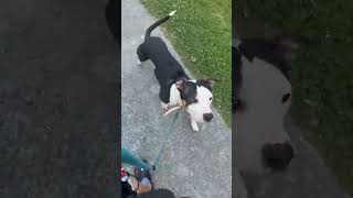Video preview image #1 Staffordshire Bull Terrier Puppy For Sale in Maryville, TN, USA
