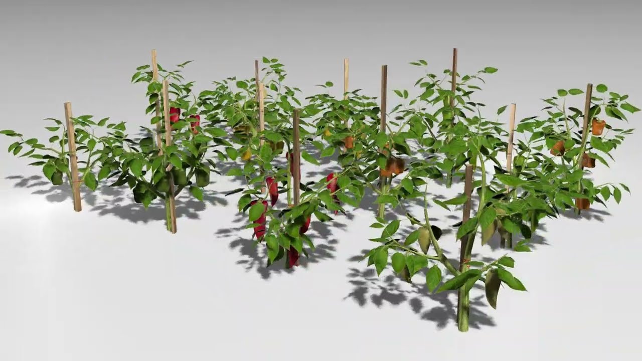 Pepper plantation 3D Model