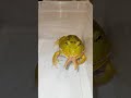 Pacman Frog Swallows A Same Size Platanna Uji Pacman Frog Frog Petfrogeating3889