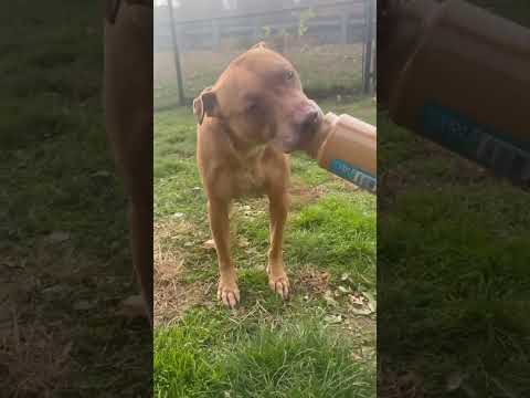 Big Red, an adoptable American Staffordshire Terrier & Yellow Labrador Retriever Mix in Yonkers, NY_image-1