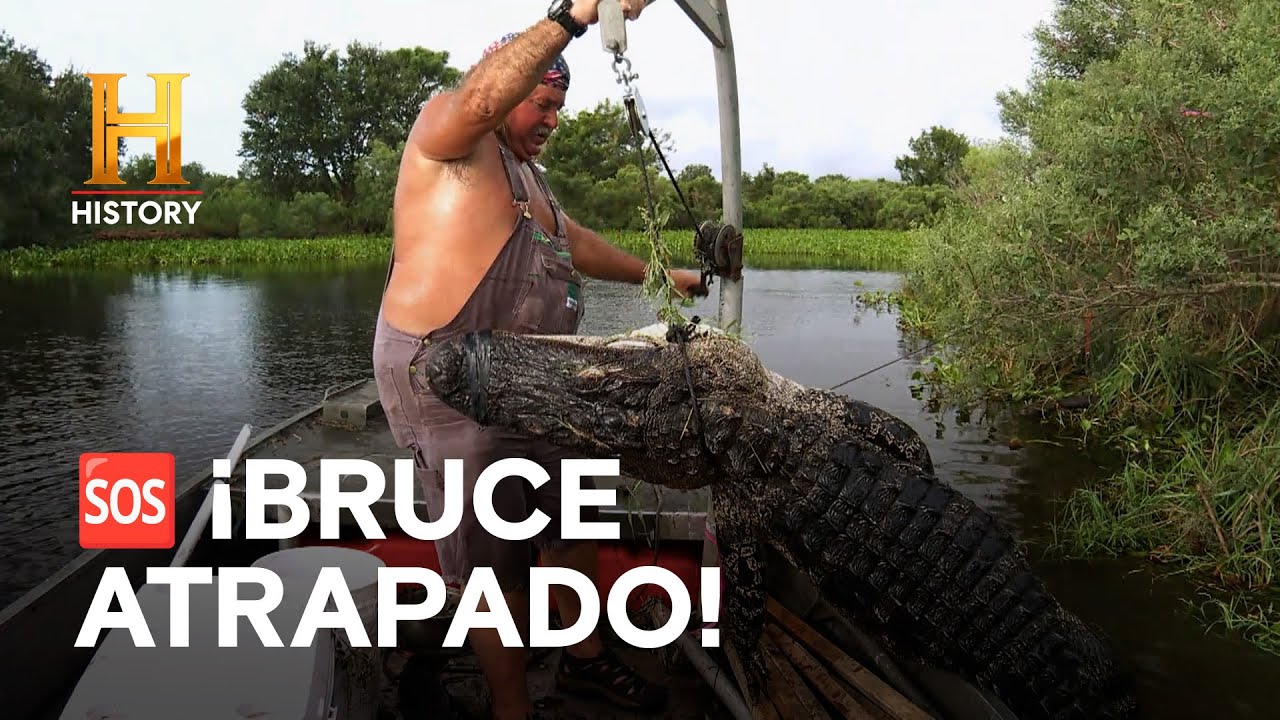 ¿Sobrevivirá Bruce al Laberinto? - AMOS DEL PANTANO